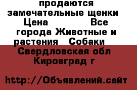 продаются замечательные щенки › Цена ­ 10 000 - Все города Животные и растения » Собаки   . Свердловская обл.,Кировград г.